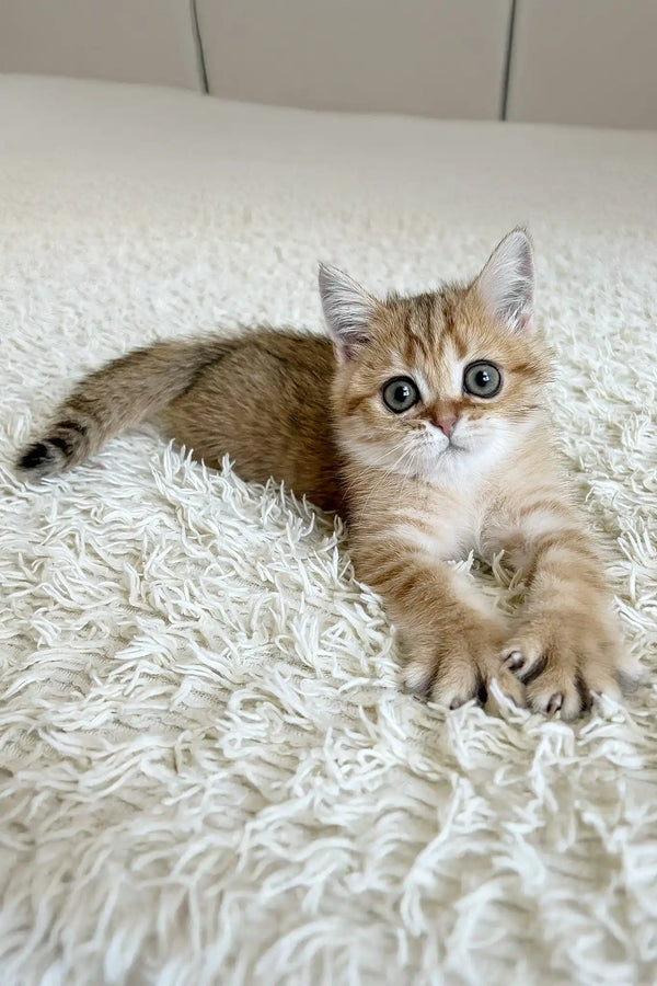 Xirus | british shorthair kitten