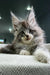 Fluffy gray Maine Coon kitten with wide eyes and tufted ears for Xray product