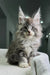 Fluffy gray Maine Coon kitten with big ears and alert eyes perfect for cuddles