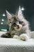 Fluffy gray Maine Coon kitten with wide eyes and perked ears in Xray product