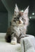 Fluffy gray and white Maine Coon kitten with big ears and wide eyes ready to play