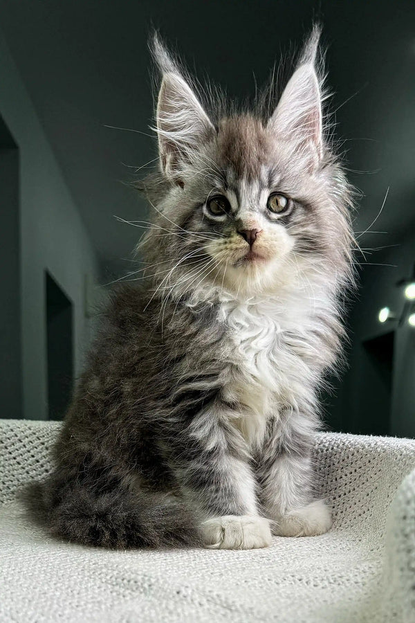 Fluffy gray and white Maine Coon kitten with cute ear tufts for Xray Maine Coon Kitten