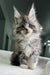 Fluffy gray and white Maine Coon kitten with big ears and bright eyes