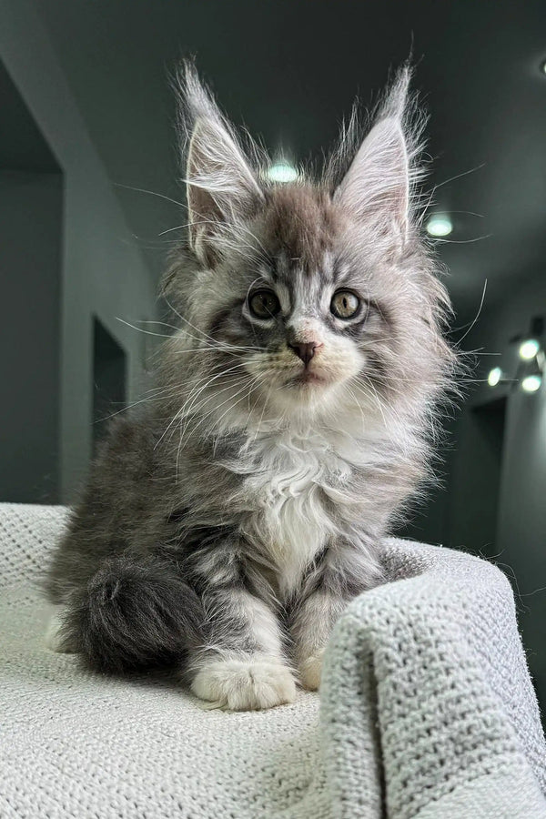 Fluffy gray and white Maine Coon kitten showing off cute ear tufts in Xray product