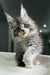 Fluffy gray Maine Coon kitten with wide eyes and perky ears looking adorable