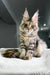 Adorable Maine Coon kitten Xu-xu with fluffy fur and cute ear tufts