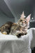 Maine Coon kitten with tufted ears and long whiskers relaxing on a soft surface