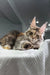 Maine Coon kitten Xu-xu lounging on cozy textured fabric, showing off that fluffy fur