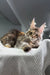 Maine Coon kitten lounging on a cozy textured white surface, showcasing its fluffy charm