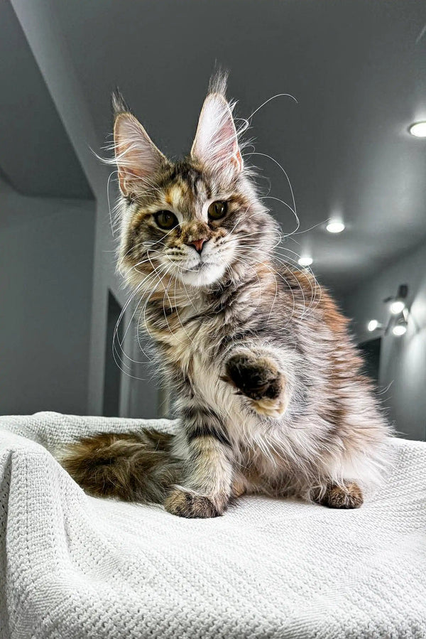 Fluffy Maine Coon kitten with ear tufts, perfect for cuddles and playtime fun