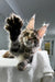 Maine Coon kitten Xu-xu playfully raising a paw with fluffy fur