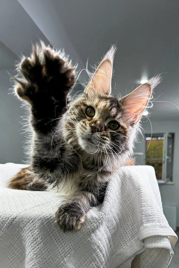 Maine Coon kitten Xu-xu playfully raising a paw with fluffy fur