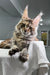 Long-haired Maine Coon kitten with ear tufts lounging on a white fabric surface