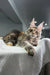 Long-haired tabby Maine Coon kitten relaxing on a cozy white textured surface