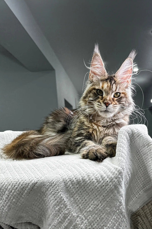 Maine Coon kitten Xu-xu relaxing on cozy fabric, showing off long fur and ear tufts