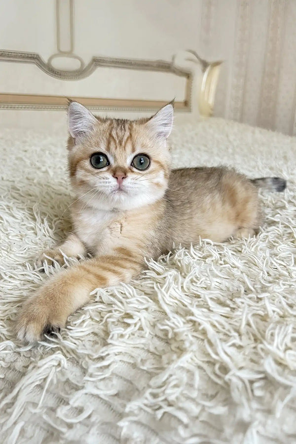 Xue | british shorthair kitten