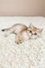 Xue | british shorthair kitten