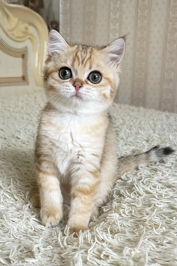 Xue | british shorthair kitten
