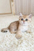 Xue | british shorthair kitten
