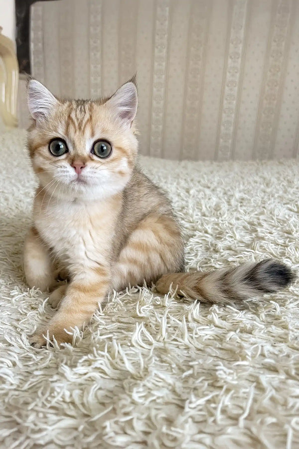 Xue | british shorthair kitten