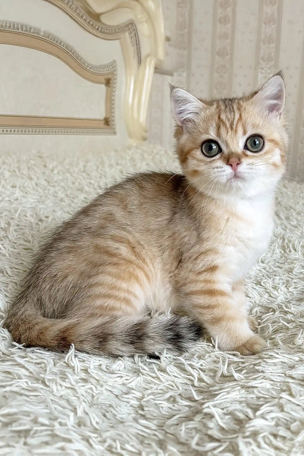 Xue | british shorthair kitten