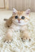 Xue | british shorthair kitten