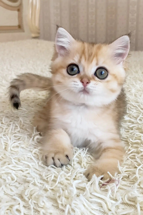 Xue | british shorthair kitten