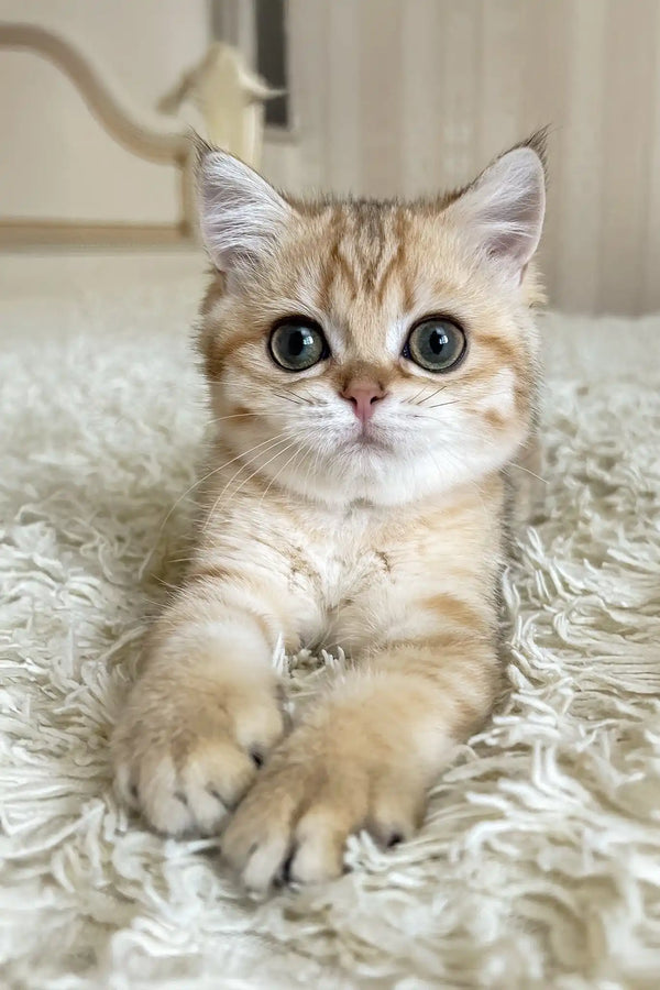 Xue | british shorthair kitten
