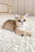 Xue | british shorthair kitten
