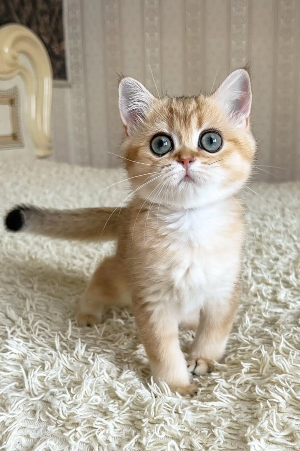 Xusha | british shorthair kitten