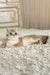 Xusha | british shorthair kitten