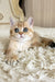 Xusha | british shorthair kitten