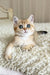 Xusha | british shorthair kitten