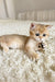Xusha | british shorthair kitten
