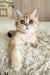 Xusha | british shorthair kitten