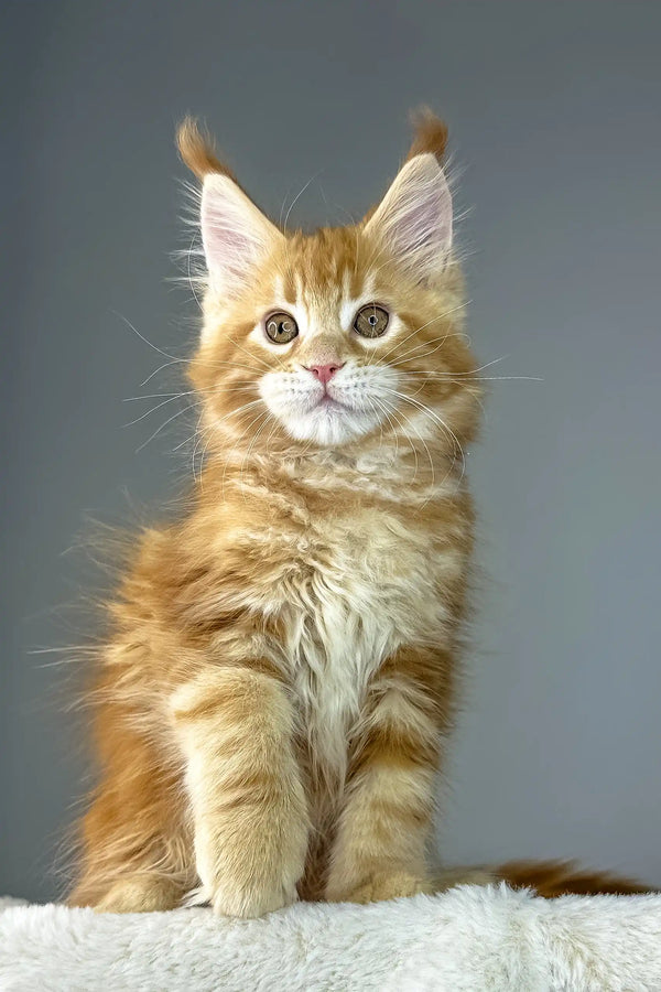 Cute Ginger Maine Coon kitten named Yago perfect for your new furry friend