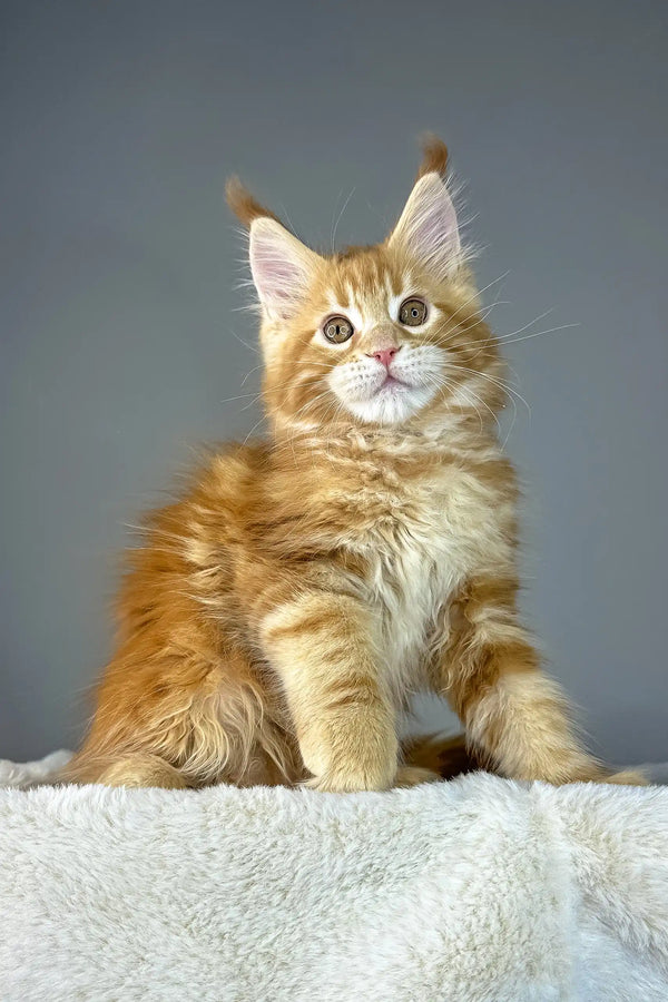 Ginger Maine Coon kitten named Yago, playful and adorable with fluffy fur
