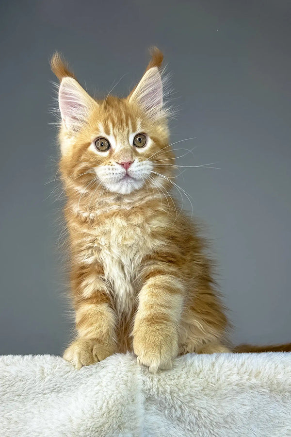 Cute Ginger Maine Coon kitten Yago ready to steal your heart with playful charm
