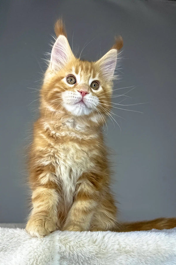 Cute Orange Maine Coon Kitten Yago looking playful and fluffy in a cozy setting