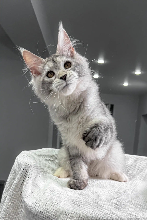 Adorable Silver Maine Coon kitten from Yagoda, perfect for loving homes