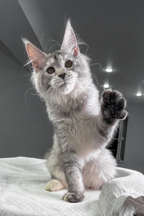 Silver Maine Coon kitten named Yagoda playfully raising its paw