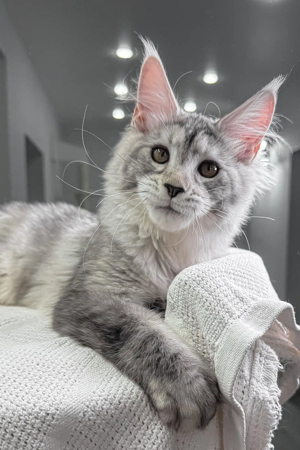 Silver tabby Maine Coon cat from the Yagoda Maine Coon Kitten product line