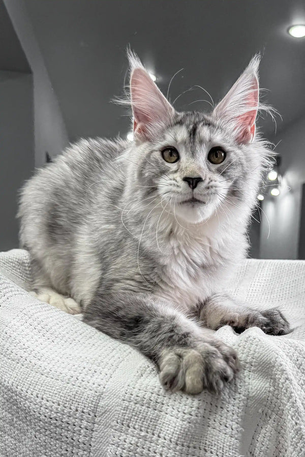 Cute Silver Tabby Maine Coon Kitten from Yagoda ready for cuddles and playtime