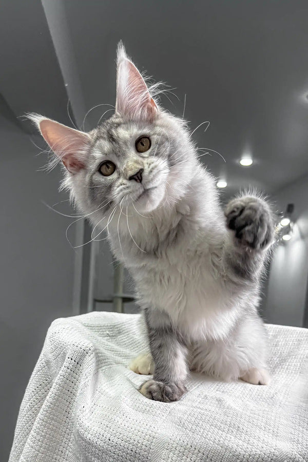 Cute Silver Tabby Maine Coon kitten from Yagoda Maine Coon Kitten collection