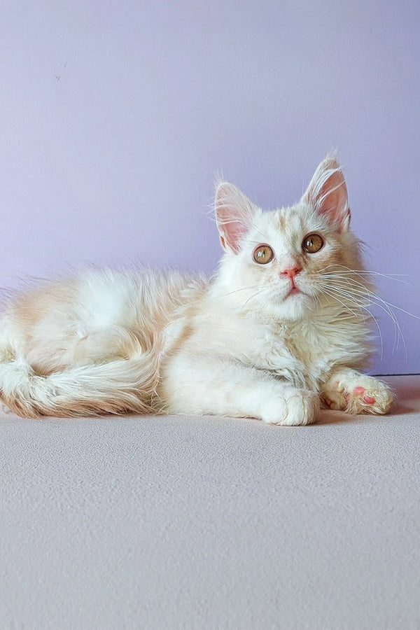 White fluffy Maine Coon kitten with alert eyes and perked ears ready to explore