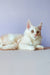 White long-haired Maine Coon kitten with alert eyes lounging peacefully