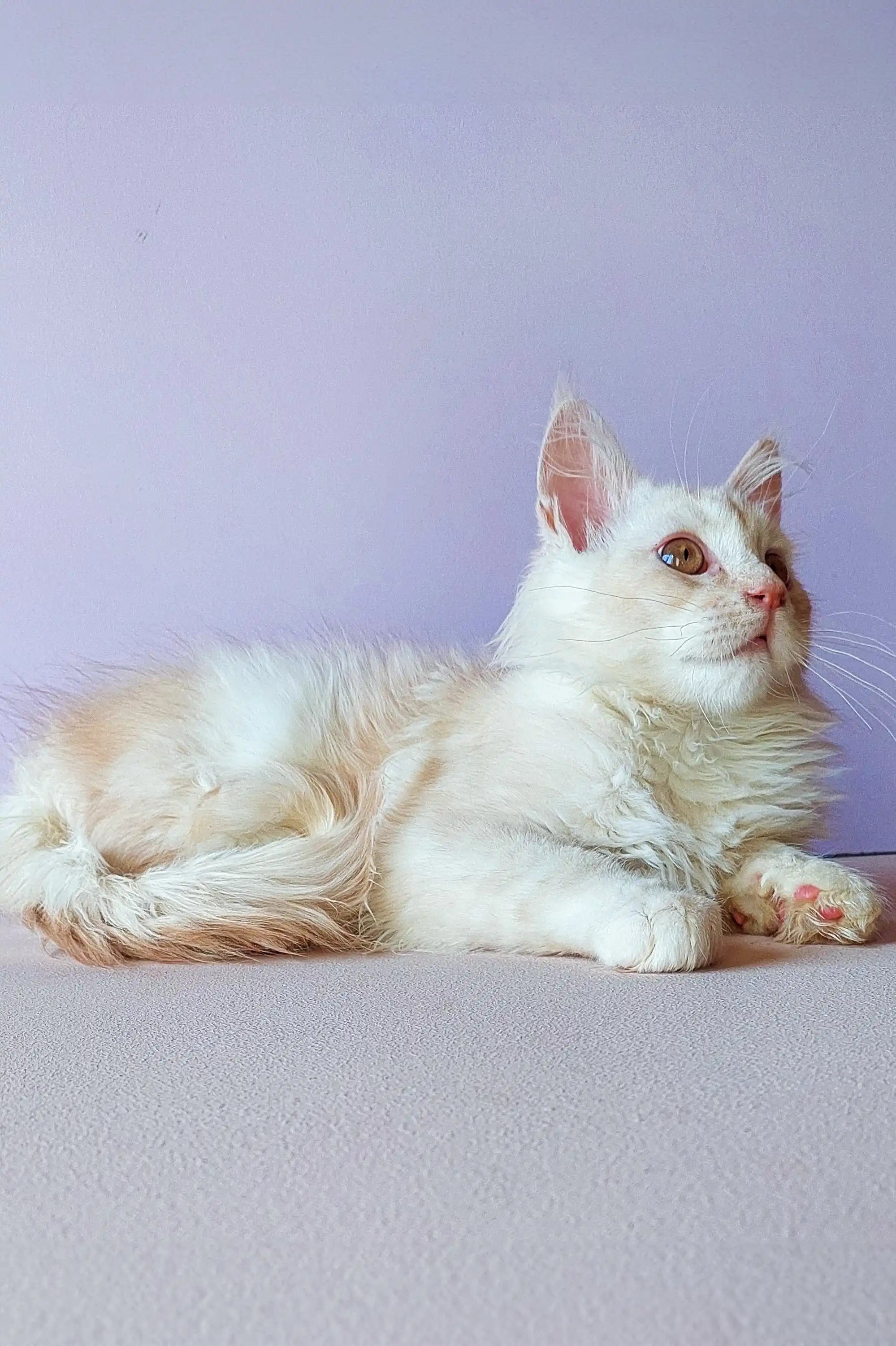 Maine Coon Kittens for Sale Yagor | Kitten