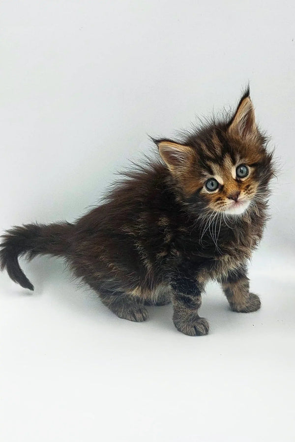 Fluffy Maine Coon kitten with wide eyes and a curious look, perfect for any home