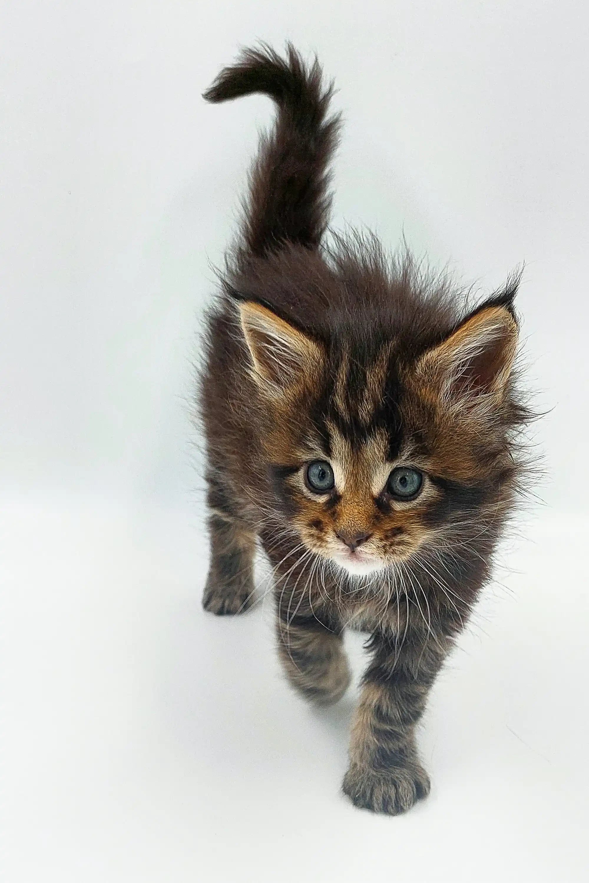 Maine Coon Kittens for Sale Yakov | Kitten