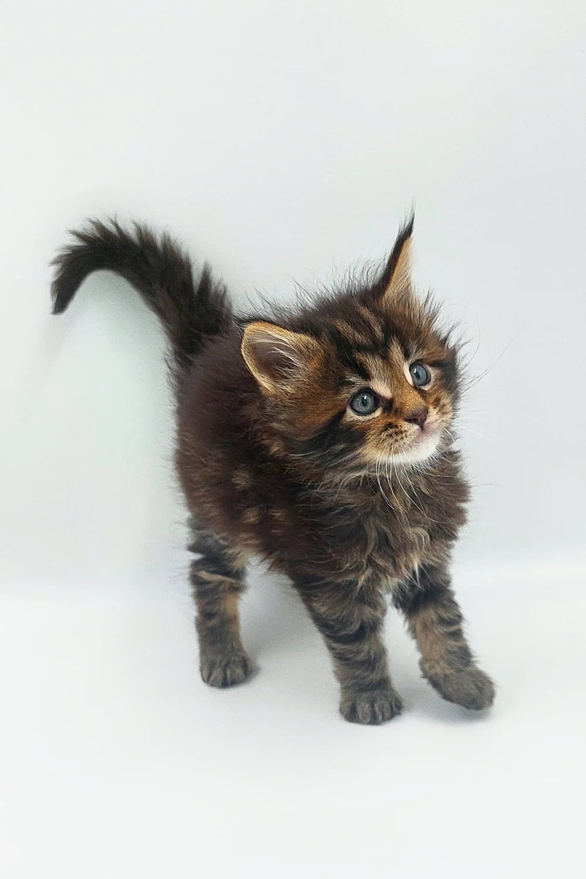 Maine Coon Kittens for Sale Yakov | Kitten
